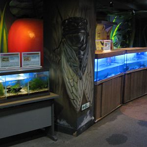 fish tanks in the Insectarium