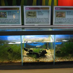 fish tanks in the Insectarium