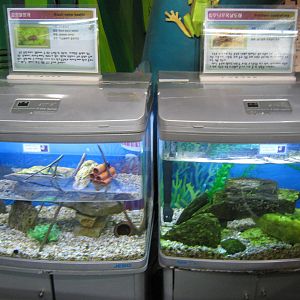 aquatic insect tanks in the Insectarium