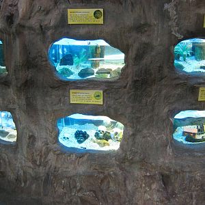aquatic insect tanks in the Insectarium