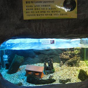 tank for Japanese water beetle (Cybister japonicus)