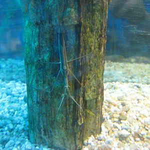 water stick-insect (Ranatra chinensis)