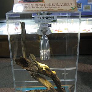 Bearded dragon in a tiny tank