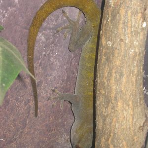 Golden gecko (Gekko ulikovskii)