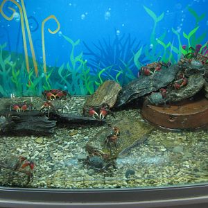 land crabs (Holometopus haematocheir)