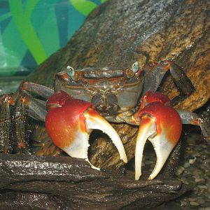 land crabs (Holometopus haematocheir)