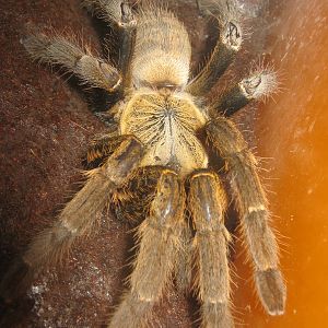 Chinese bird spider (Haplopelma schmidti)