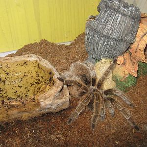 Chilean rose tarantula (Grammostola rosea)