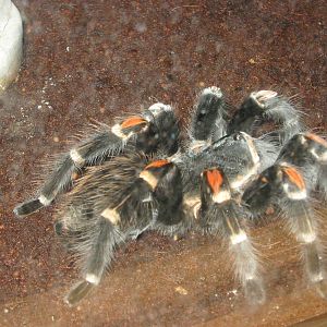 Mexican flame-knee tarantula (Brachypelma auratum)