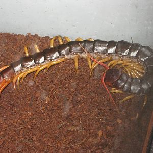 Vietnamese giant centipede (Scolopendra subspinipes dehaani)