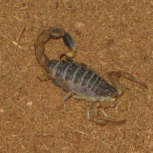 Chinese scorpion (Lychas mucronatus)