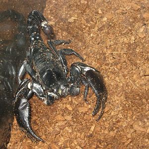 Malaysian giant forest scorpion (Heterometrus spinifer)