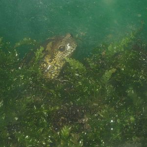 narrow-mouthed toad (Kaloula borealis)