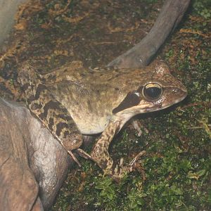 brown frog (Rana dybowskii)