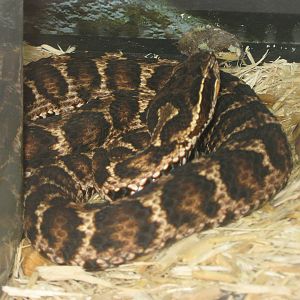 Korean short-tailed pit viper (Gloydius brevicaudus)