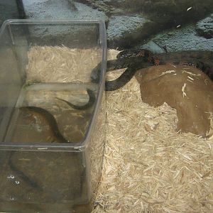 Korean tiger keelback (Rhabdophis tigrinus)