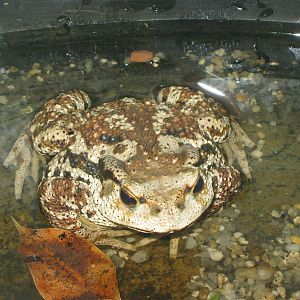 Korean toad (Bufo gargarizans)