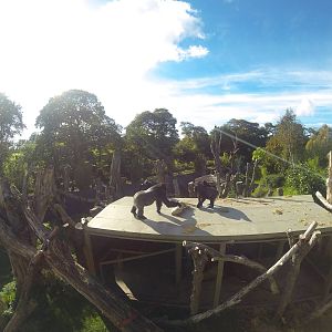 Gorilla shelter roof