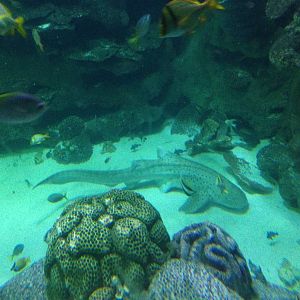 Zebra Shark at Blue Planet Aquarium - 05/10/2013