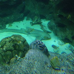 Zebra Shark at Blue Planet Aquarium - 05/10/2013