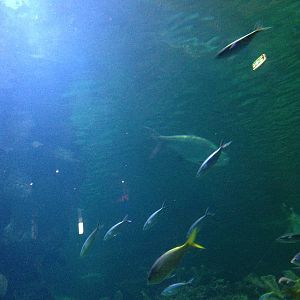 Caribbean Reef Exhibit at Blue Planet Aquarium - 05/10/2013