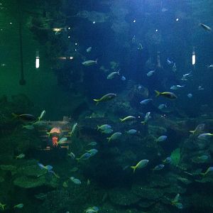 Caribbean Reef Exhibit at Blue Planet Aquarium - 05/10/2013