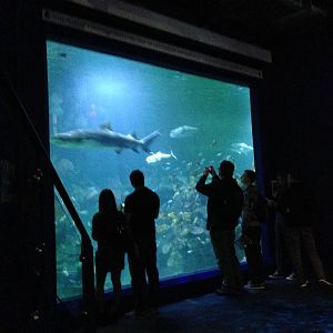 Aquatheatre at Blue Planet Aquarium - 05/10/2013