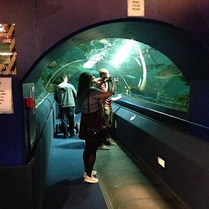 Entrance to the Underwater Aquatunnel at Blue Planet Aquarium - 05/10/2013