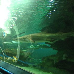 Sand Tiger Shark at Blue Planet Aquarium - 05/10/2013