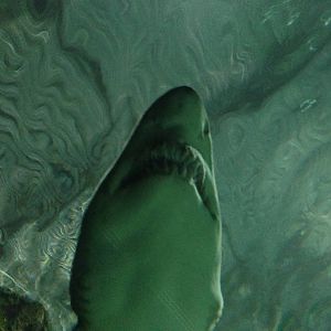 Sand Tiger Shark at Blue Planet Aquarium - 05/10/2013