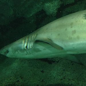 Sand Tiger Shark at Blue Planet Aquarium - 05/10/2013