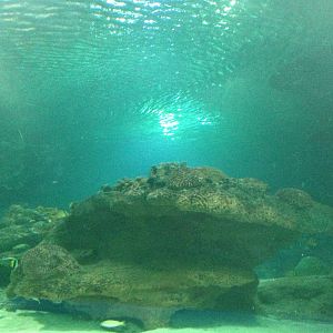 General View of the Caribbean Reef Exhibit at Blue Planet Aquarium - 05/10/