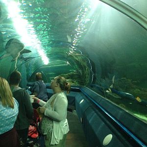 General View of the Underwater Aquatunnel at Blue Planet Aquarium - 05/10/2