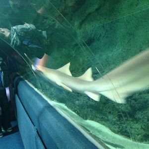 Nurse Shark at Blue Planet Aquarium - 05/10/2013
