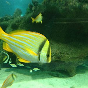 Porkfish at Blue Planet Aquarium - 05/10/2013
