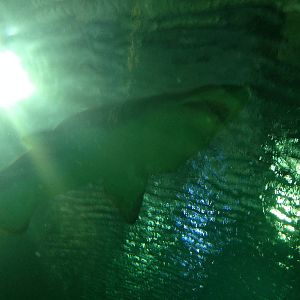 Sand Tiger Shark at Blue Planet Aquarium - 05/10/2013