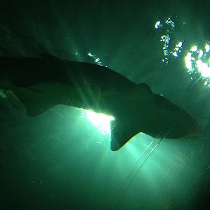 Sand Tiger Shark at Blue Planet Aquarium - 05/10/2013