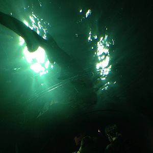 Sand Tiger Shark at Blue Planet Aquarium - 05/10/2013