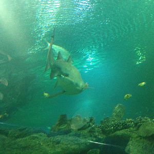 Sand Tiger Shark at Blue Planet Aquarium - 05/10/2013