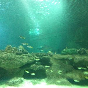 General View of the Caribbean Reef Exhibit at Blue Planet Aquarium - 05/10/