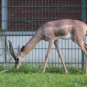 Southern Gerenuk (Litocranius walleri walleri) male