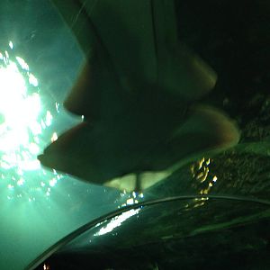 Chola Guitarfish at Blue Planet Aquarium - 05/10/2013