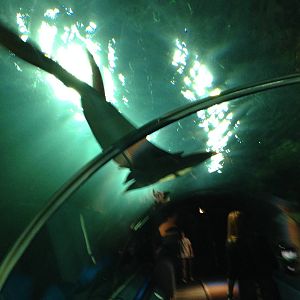 Chola Guitarfish at Blue Planet Aquarium - 05/10/2013