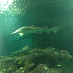 Sand Tiger Shark at Blue Planet Aquarium - 05/10/2013