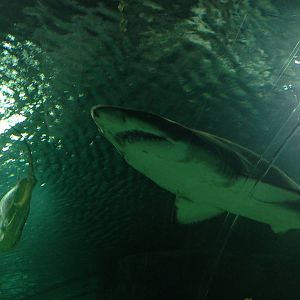 Sand Tiger Shark at Blue Planet Aquarium - 05/10/2013