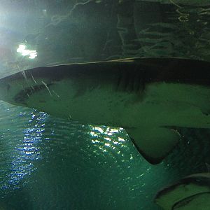 Sand Tiger Shark at Blue Planet Aquarium - 05/10/2013