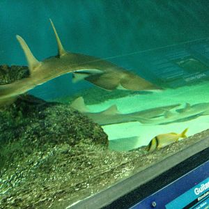 Chola Guitarfish at Blue Planet Aquarium - 05/10/2013