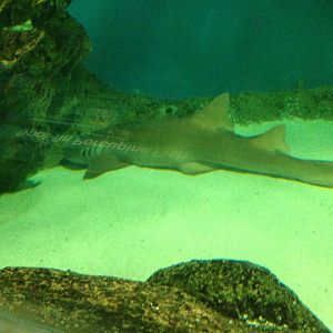 Nurse Shark at Blue Planet Aquarium - 05/10/2013