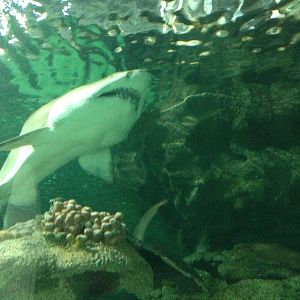 Sand Tiger Shark at Blue Planet Aquarium - 05/10/2013