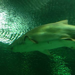 Sand Tiger Shark at Blue Planet Aquarium - 05/10/2013
